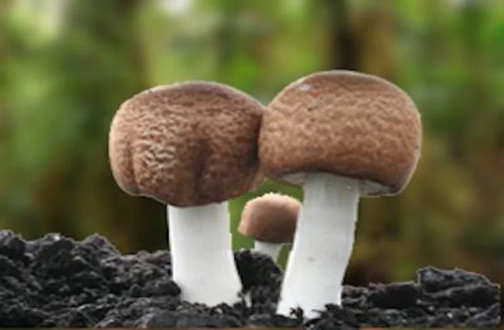 Ciuperca Dumnezeu Agaricus Blazei Murill BIO ACTIVE GR